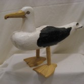 A fine primitive Gull from Cape Breton Island